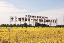 南充关于成都商务伴游外围雇用的信息